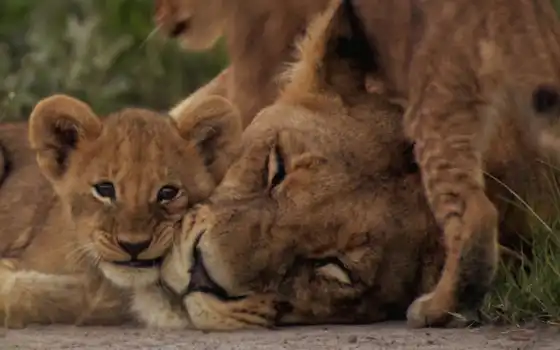 ребенок, лев, львица, животное, любовь, кот