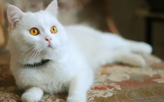 , белый, серый, желтый, глаза, кладка, камень