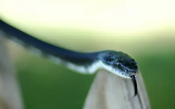 змей, язык, опасность, животное, синий
