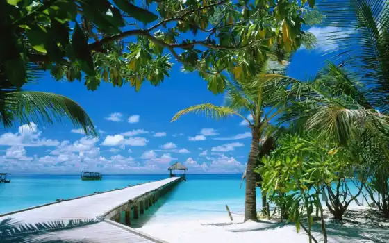 maldives, турист, сква