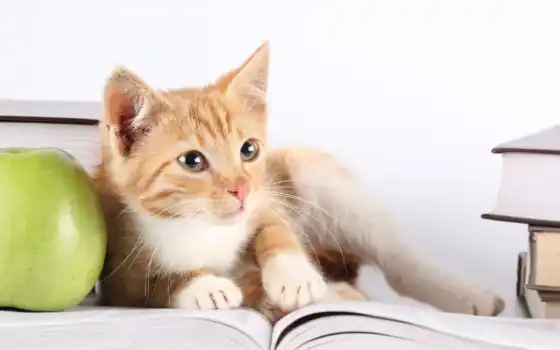 кот, книгу, читает, 