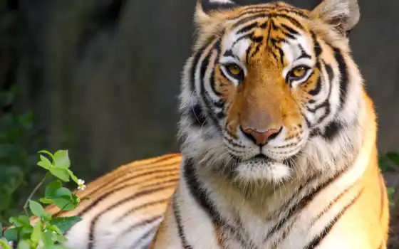 тигры, пантеры, леопард, jaguar, льв, представители, разные, четырёх, гимны, пластики,