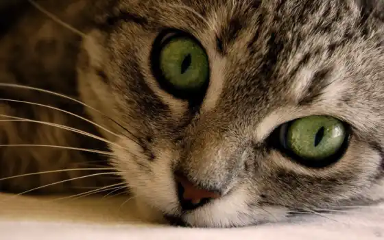 глазами, кот, зелёными, кошек, кошки, котенок, большими, породы, ли, 