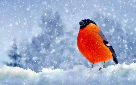 птица, снегирь, зима, снег, природа