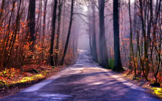 дорога, туман, осень, лес, картинка, картинку, 