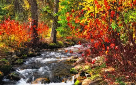 река, осень, лес, деревья, ручей,