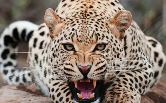 jaguar, животное, друг, молотый, леопард, два, палуба, короче, дживат, челюсти