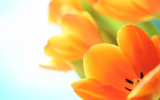 цветы, тюльпан, оранжевый, растение, лепесток
