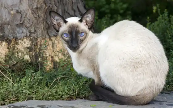 кот, симский, животное