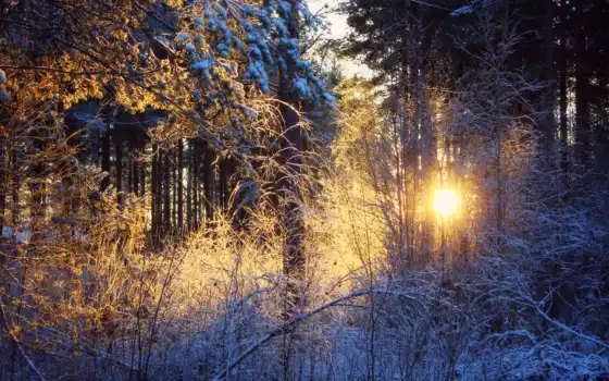 солнце, зима, лес, загадка,