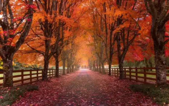 пасть, дерево, осень, природа, забор, лист, парк, дорага