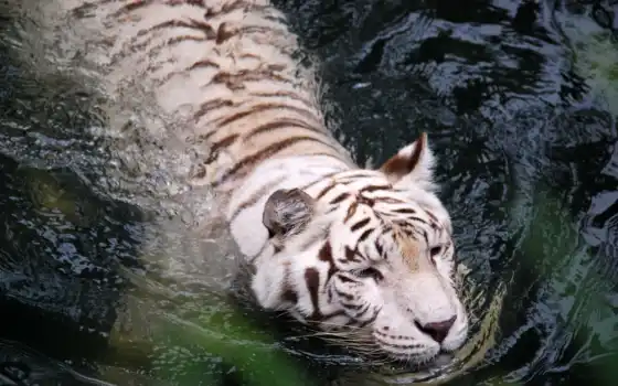тигр, белый, животное, вода