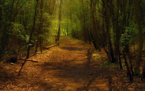 лес, поворот, дорожка, тропа, свет, деревья, путь, смешанный, листва, тени, 