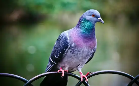голубь, голуби, птица, purple, перила, живые, 