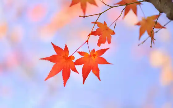 лист, осень, красное, klnyi, japanese, branch, дерево, maple