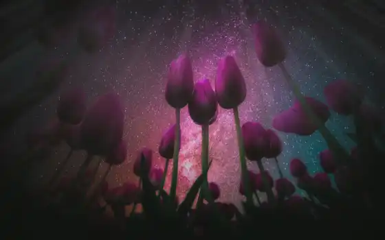 тюльпан, ночь, цветы, природа, розовый, небо