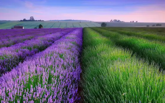lavender, поля, поле, desktop, 