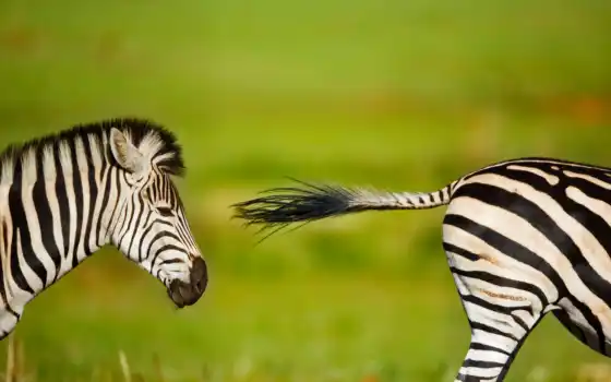 природа, zebra, gallery