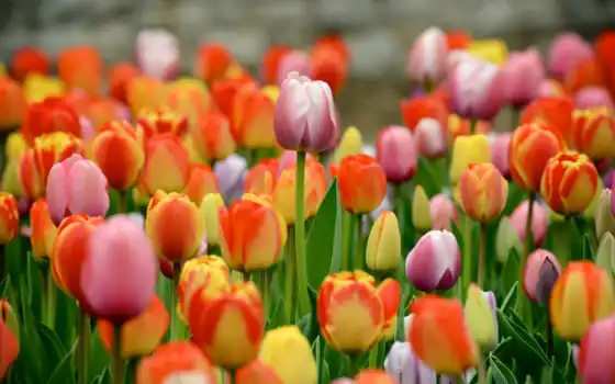 тюльпаны, цвета, цветы, лук, красочные, бесплатные,