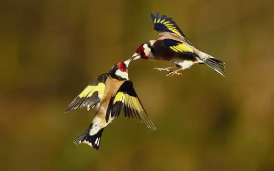 goldfinch, птица, prank, другой, funny