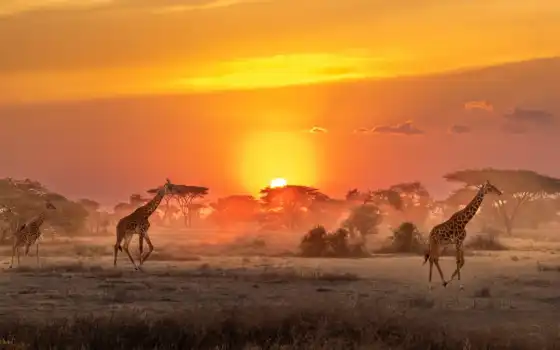 саванна, жираф, африка, восход, животные