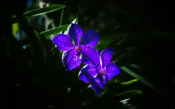 цветы, фиолетовый, орхидеи, 