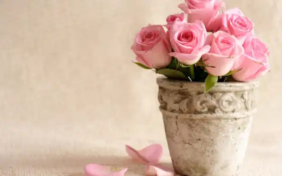 цветы, розы, розовый, букеты, 