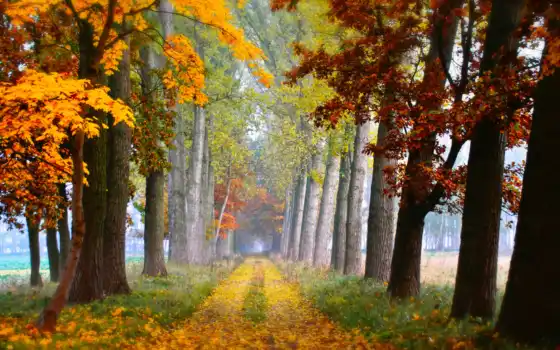 лист, дерево, осень, природа, дорога
