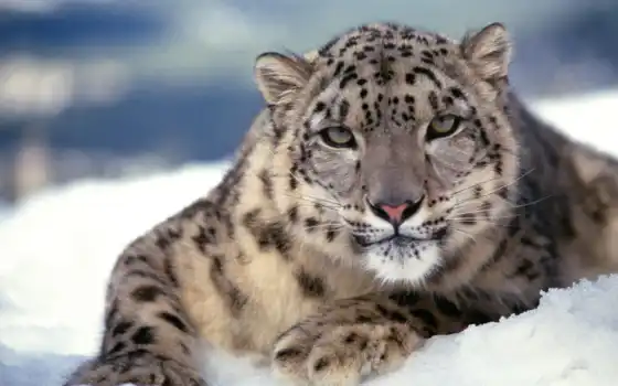 snow, leopard, кошка, хищник, www, zhivotnye, картинка, gdefon, kartinka, wildlife, zveri, download, high, oboi, you, 