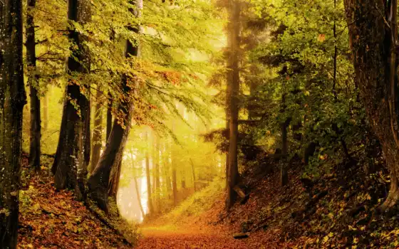природа, осень, лес, листва, яркость, дорога, картинку, 