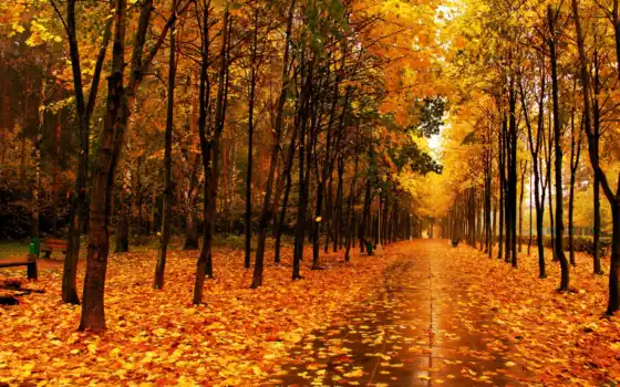 осень, парк, деревья, листья, аллея, картинка, 