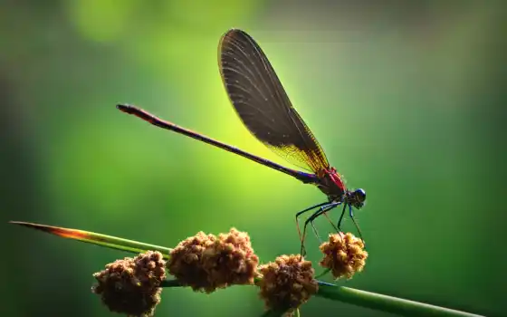 insects, насекомое, desktop, photos, stick, 