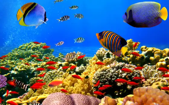 широкоформатные, world, fish, travel, underwater, coral, pisces, 