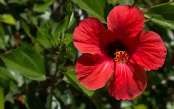 hawaii, hibiscus, hawaiian, русский,