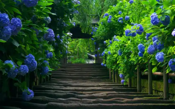 природа, цветы, синий