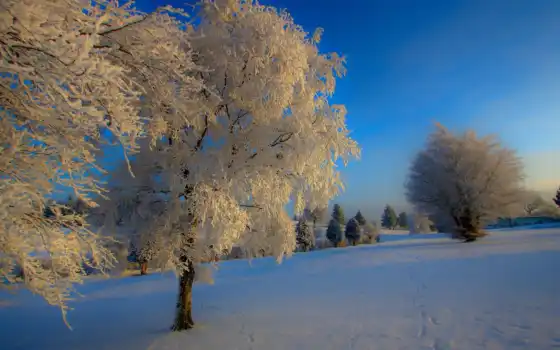 ретро, зиму, деревянное, лесное и сущее, деревья, сонное,