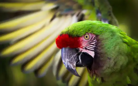 macaw, универмаг, большой, пальп, взгляд, крило, по-настоящему, youtube, свинка, рисунк
