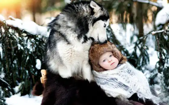малыш, собака, яски, год, зима, впереди, снег, катать, искусство, природа, волк
