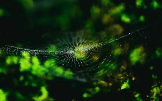 web, паук, ultra, первую, насекомое