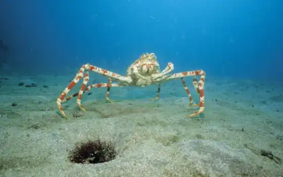 crab, вода, биг, japanese