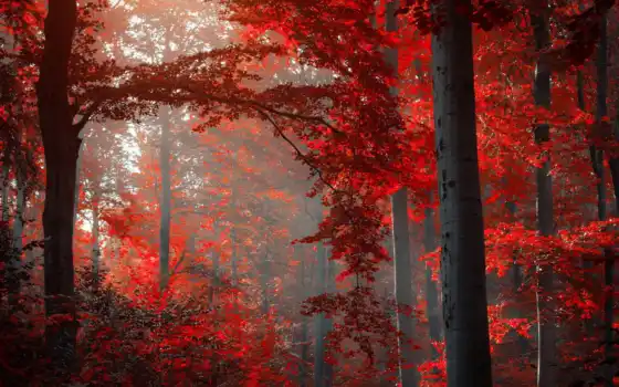 лес, красный