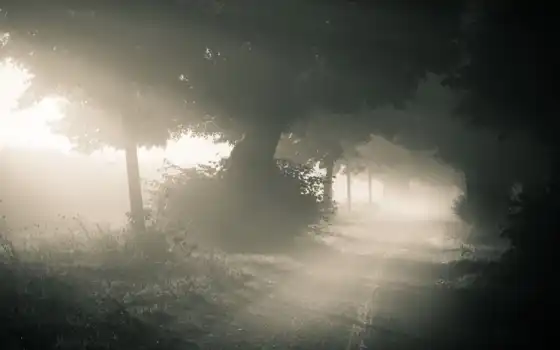 туман, лес, утро, дорога, природа, лесу, 