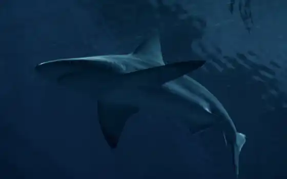 kama, акула