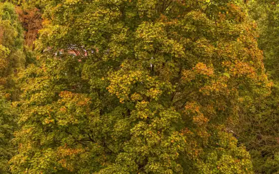 осень, leaf, дерево, фото, растительность