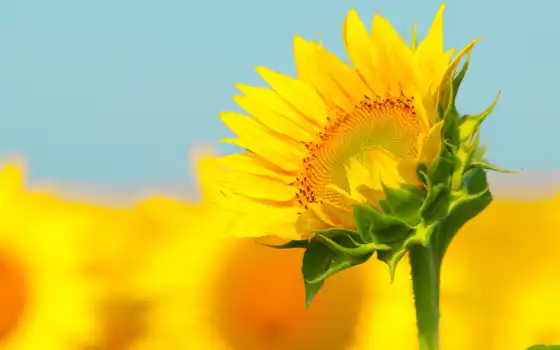 sunflower, stalk, 