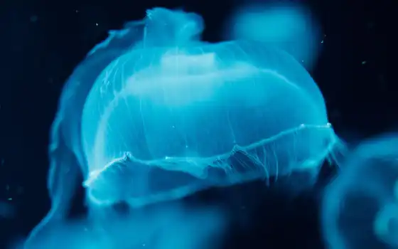 медузы, под водой, синяя