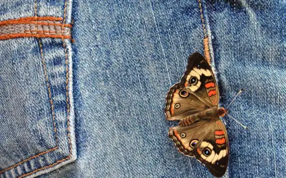 джинсы, бабочка, бабочки, бесплатные, макро, 