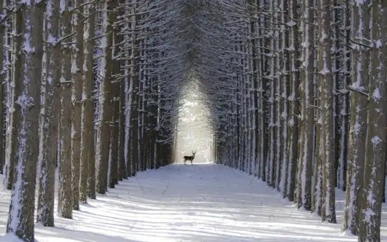 снег, лес, олень