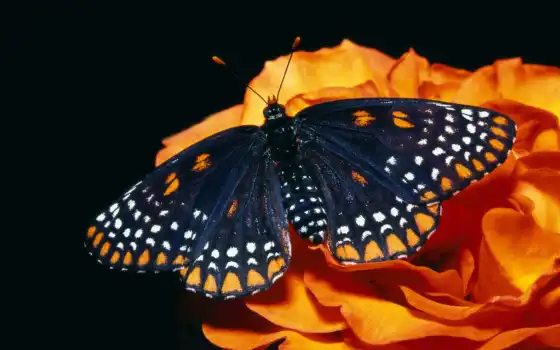 бабочка, one, summer, крыло, winter, цветы, хороший, black, clique, fast