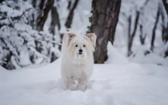 снег, собака